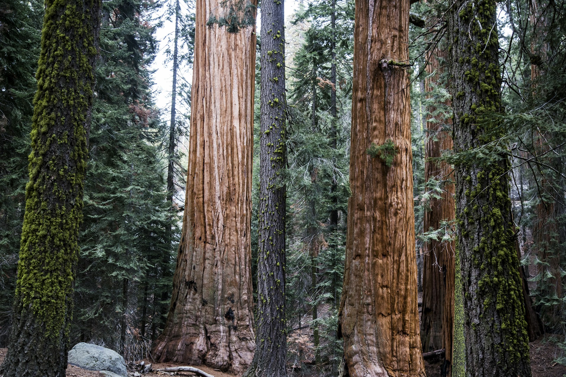 tree trunks during daytime
