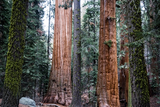 tree trunks during daytime in Sequoia National Park United States