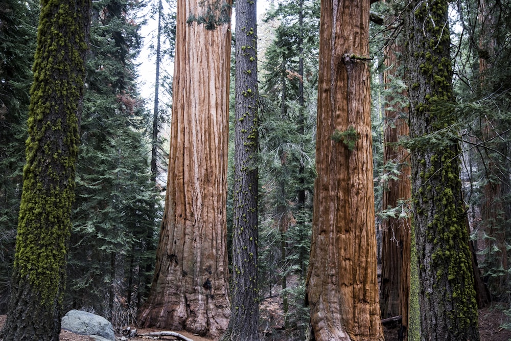 tree trunks during daytime