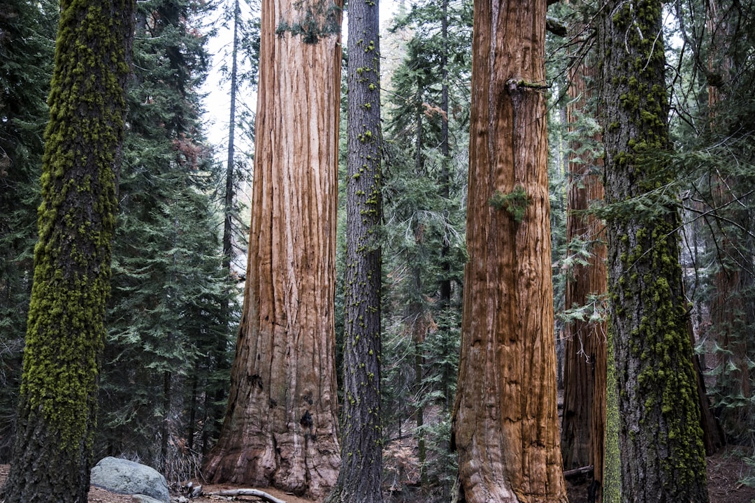 Yosemite Insider: Local Tips for an Unforgettable National Park Adv… — Yosemite Insider