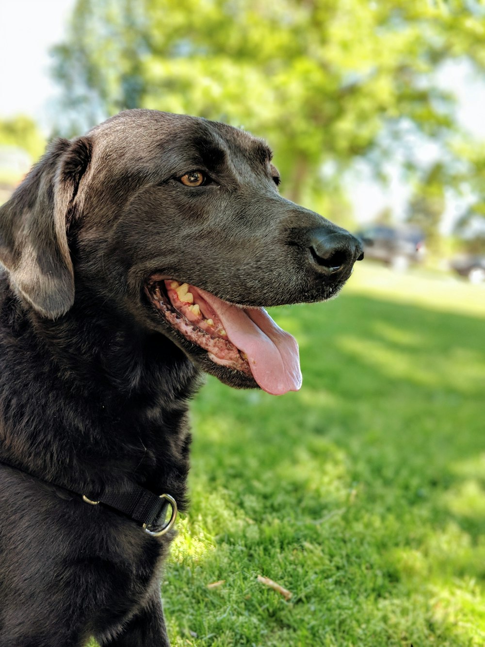 short-coated black dog showing his tongue
