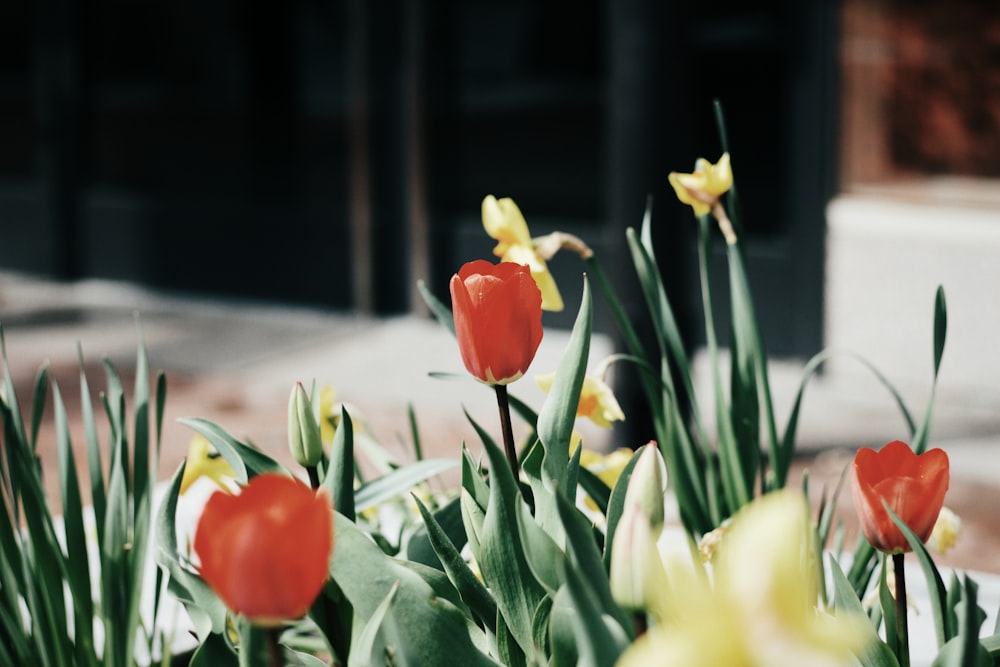 Fotografía de enfoque selectivo de tulipán rojo