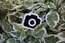 a camera sticker sitting on top of a leafy plant