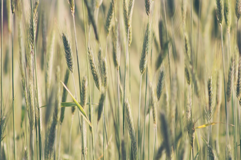 grains in shallow focus photography