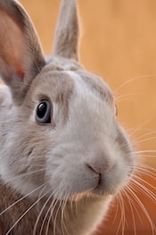 closeup photo of gray rabbit