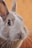 closeup photo of gray rabbit