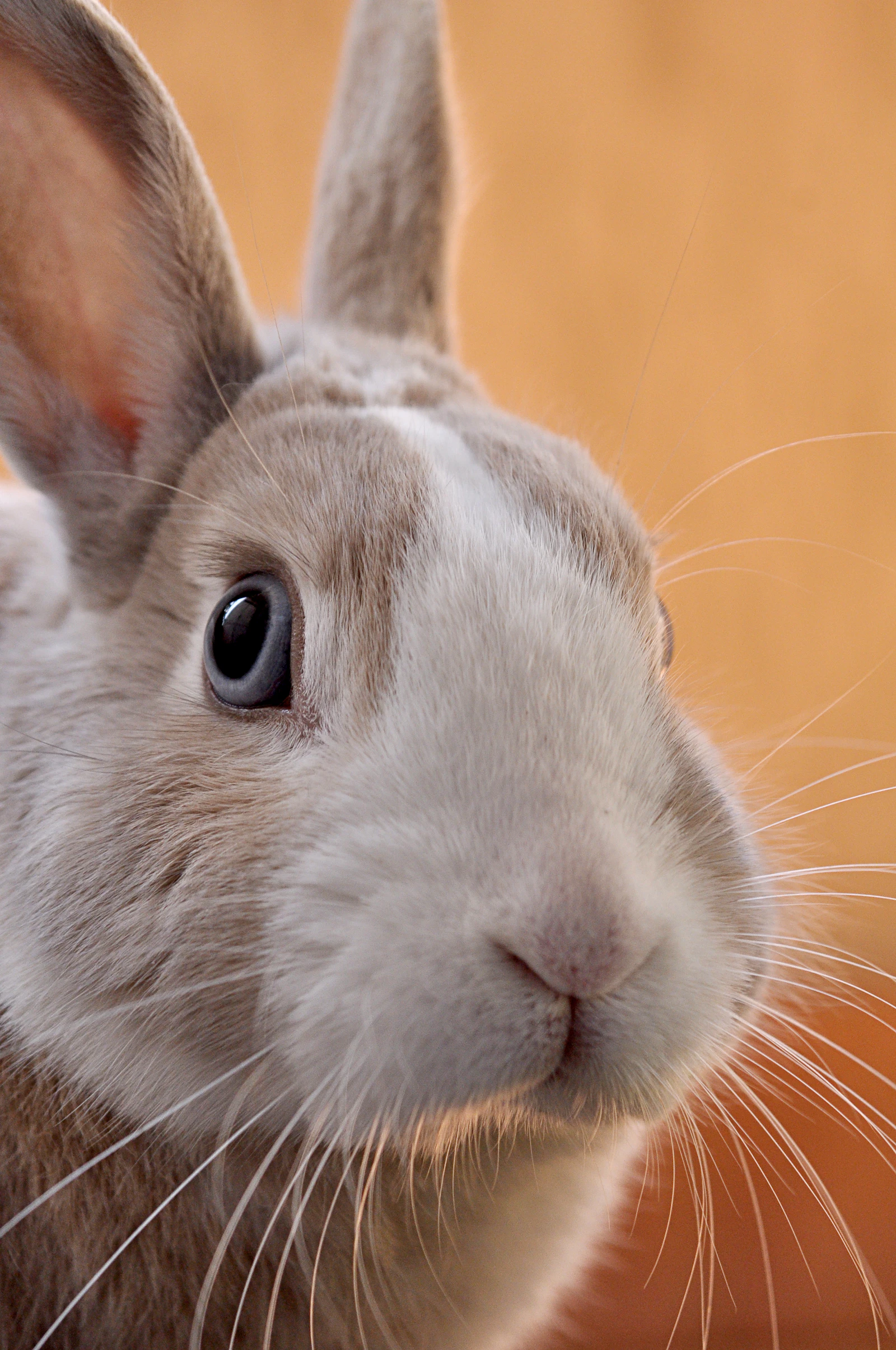 Close-up portrait of a grey pet rabbit