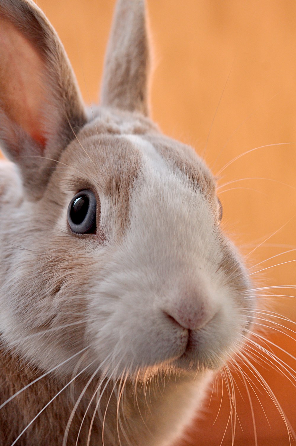 closeup photo of gray rabbit