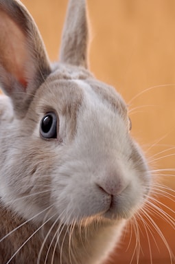 pet photography,how to photograph closeup photo of gray rabbit