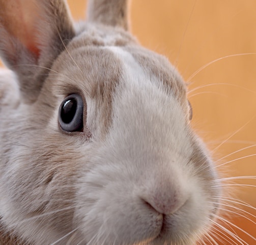 closeup photo of gray rabbit