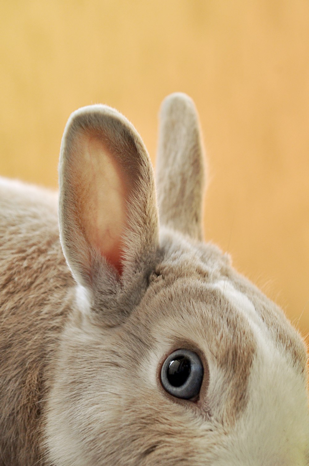 lapin brun et blanc