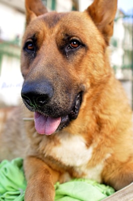 A close-up of a German Shepherd dog, with a focused expression and its tongue slightly out. The coat is a rich brown with darker shades around the snout and ears. The dog is resting its paw on a green fabric.