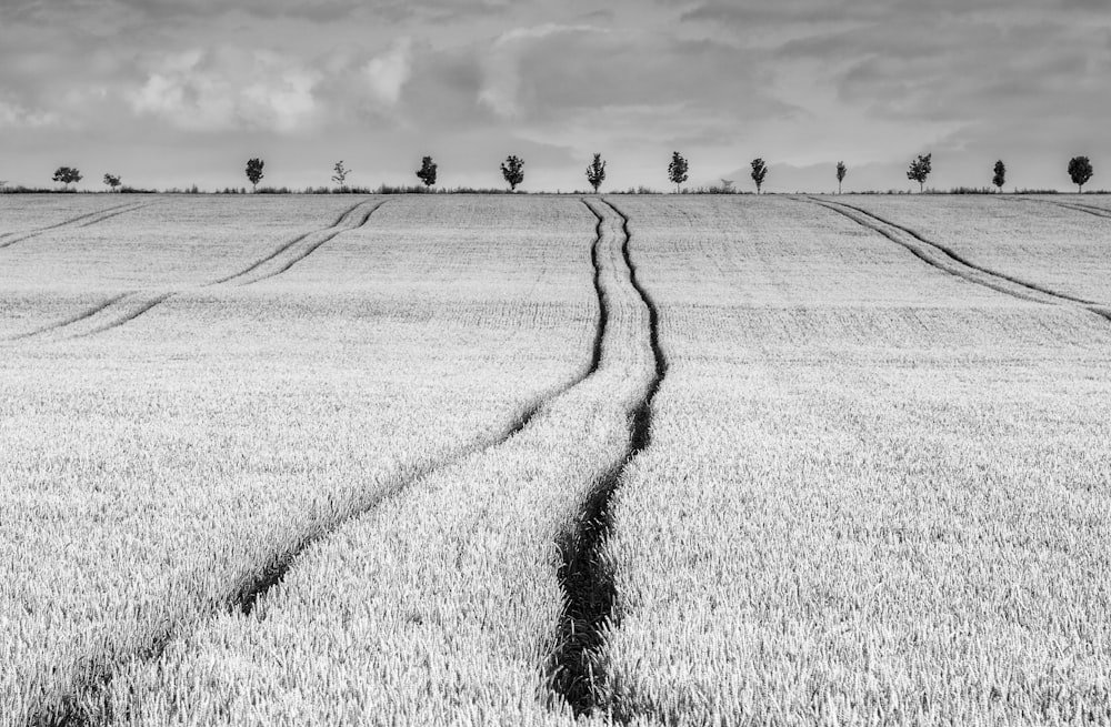 grayscale photo of grass