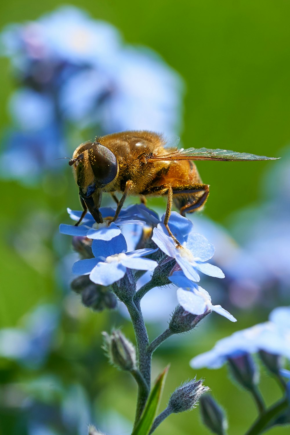 bee on blue petaled flower