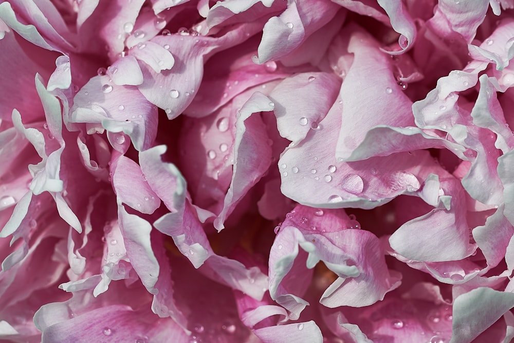 bunch of pink flower petals