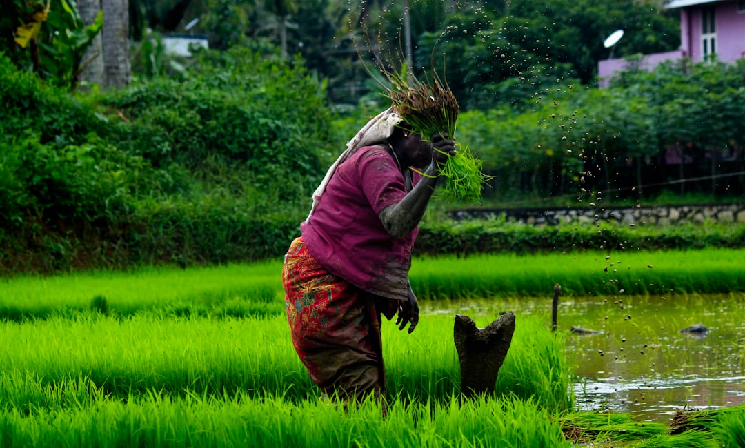 pandanus, cultivation, woman picking plants