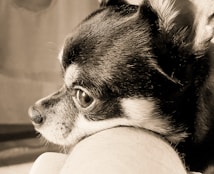 A close-up profile of a small dog with a dark coat, resting its chin on a light-colored surface. The dog has large, expressive eyes and a smooth, shiny coat. Its ears are perked up, and the image is in sepia tones, giving a warm, nostalgic feel.