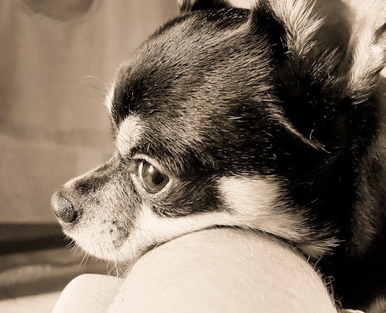 A close-up profile of a small dog with a dark coat, resting its chin on a light-colored surface. The dog has large, expressive eyes and a smooth, shiny coat. Its ears are perked up, and the image is in sepia tones, giving a warm, nostalgic feel.
