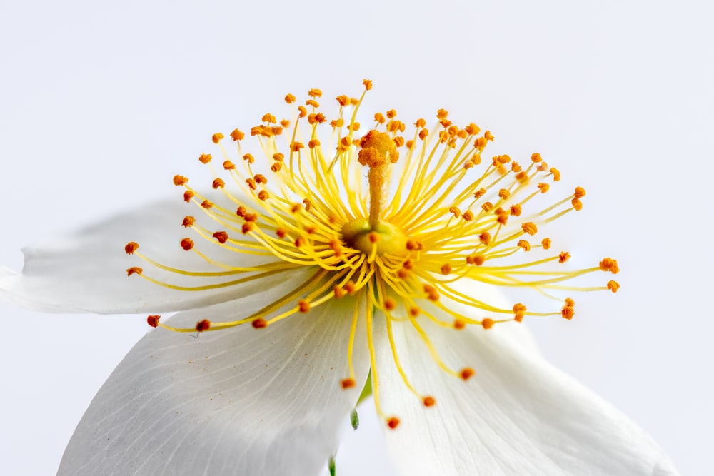 flor de pétalos blancos y amarillos