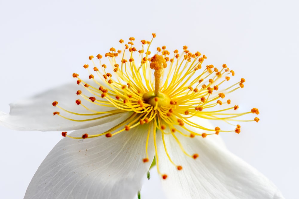 white and yellow petaled flower