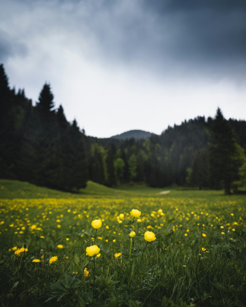 field of yellow petaled flowers