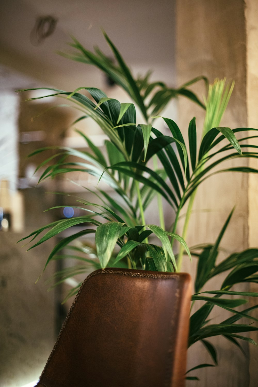 selective focus photography of linear green leafed plant