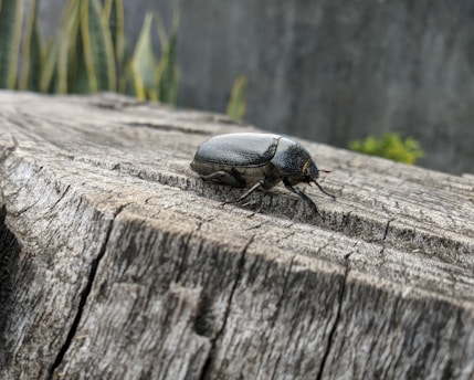 A close-up of a black beetle perched on a wooden surface, with textured bark and a blurred background that includes greenery.