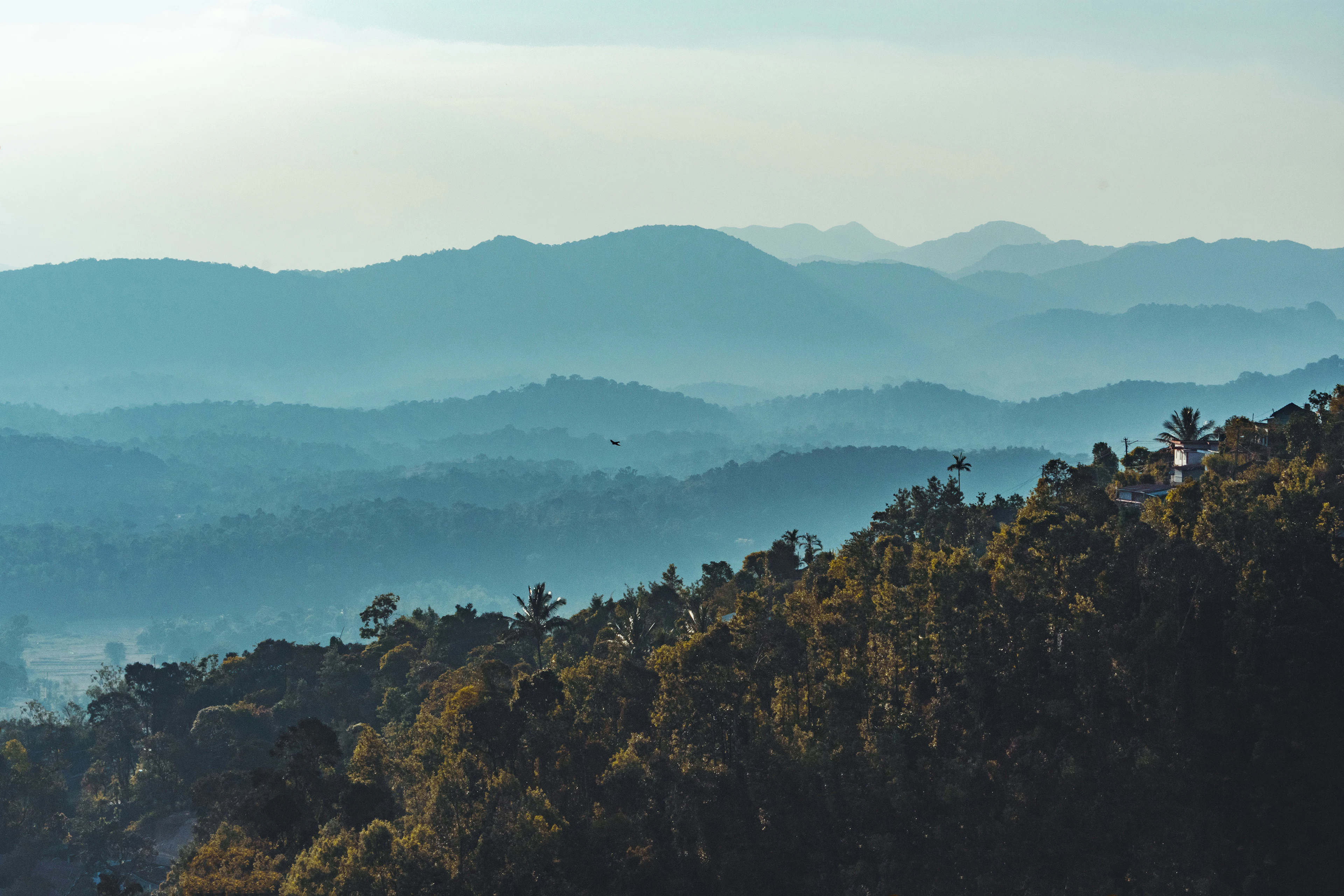 Green forest canopy under white cloud in Coorg