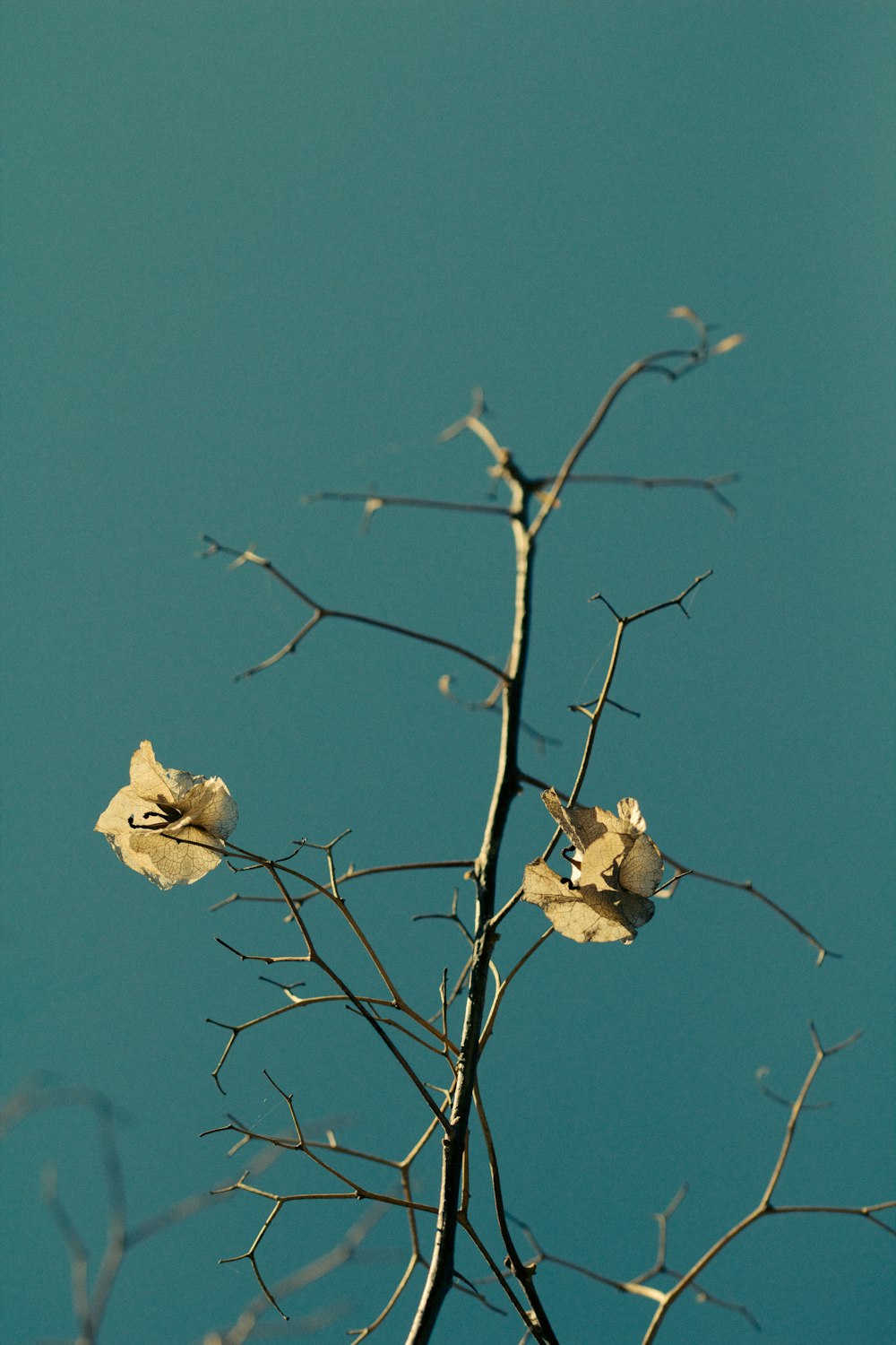 photo of withered flower