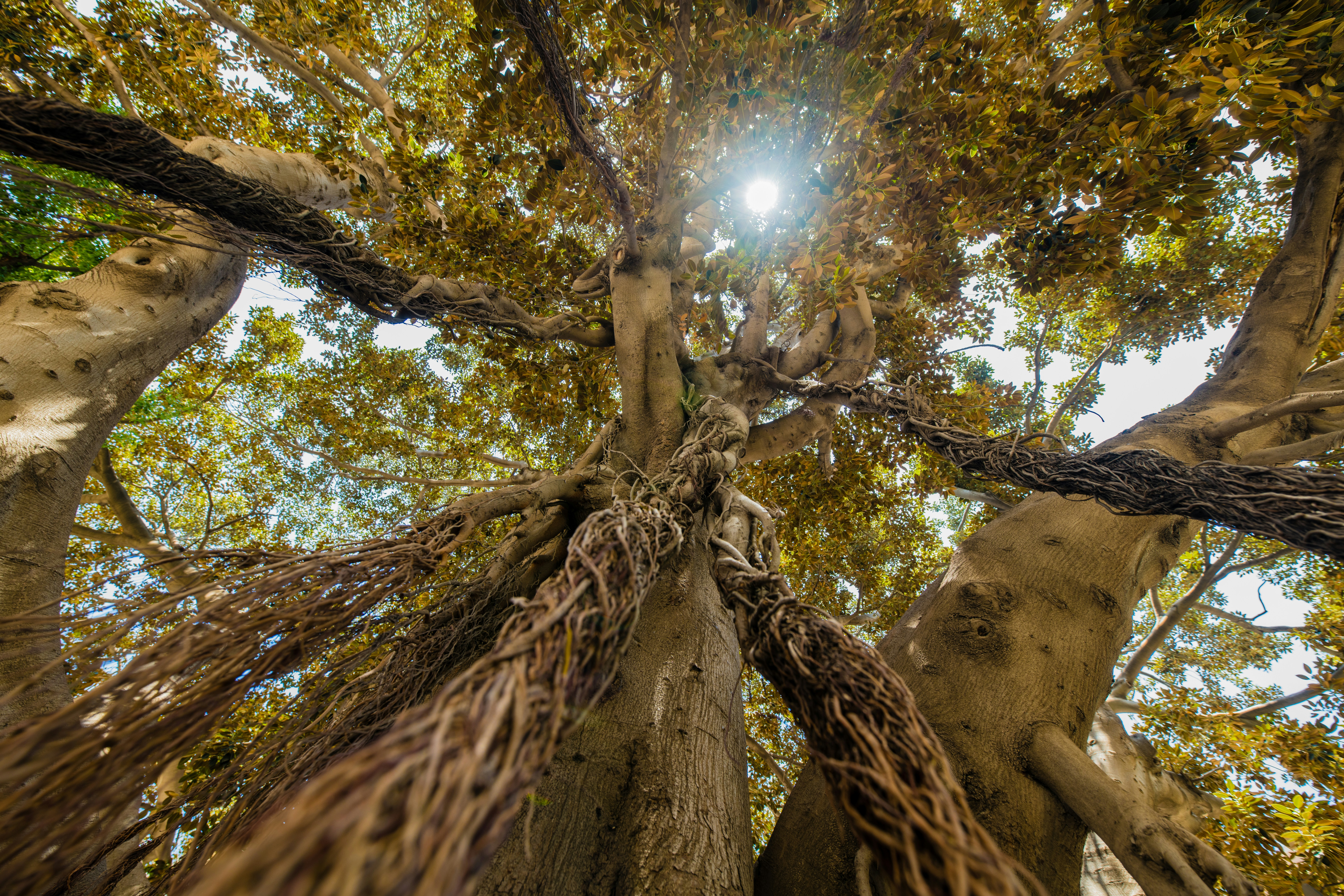 There are a number of these rubber trees to explore in Valencia. You do not just look at them you have to explore them.