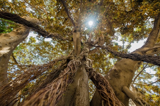low-angle photography of trees in Valencia Spain