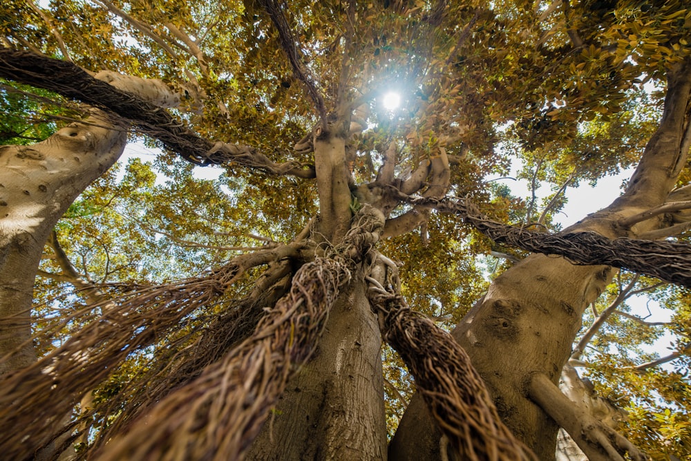 low-angle photography of trees