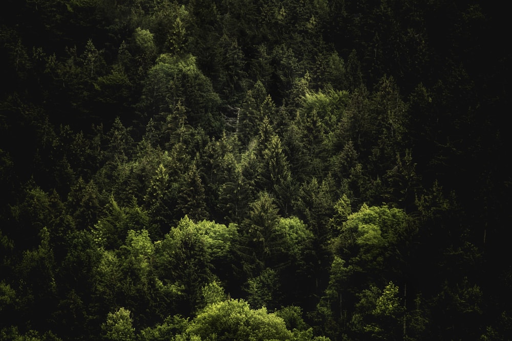 aerial view photography of green trees