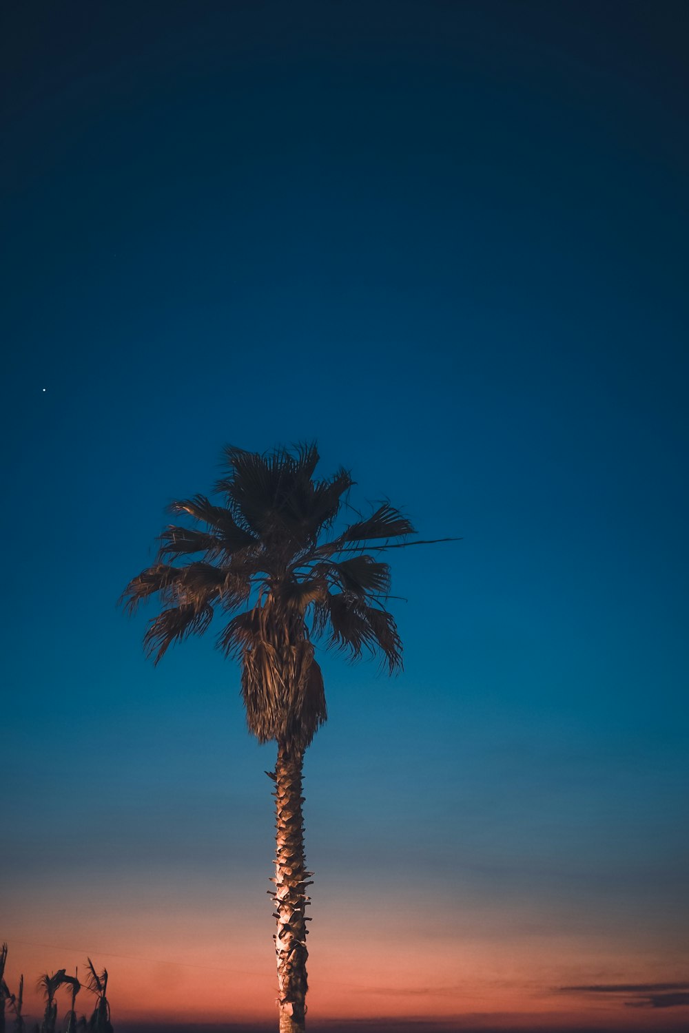 Palme Palme unter blauem Himmel während der goldenen Stunde