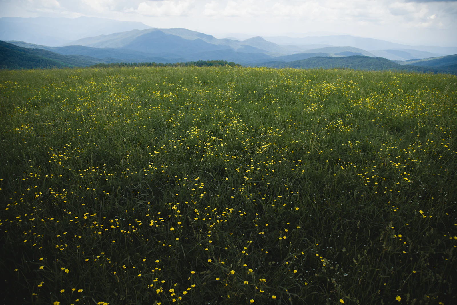 Bright wildflower meadow in full colour beneath rugged mountain peaks