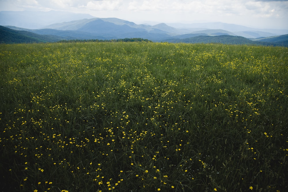 green grass field during daytime