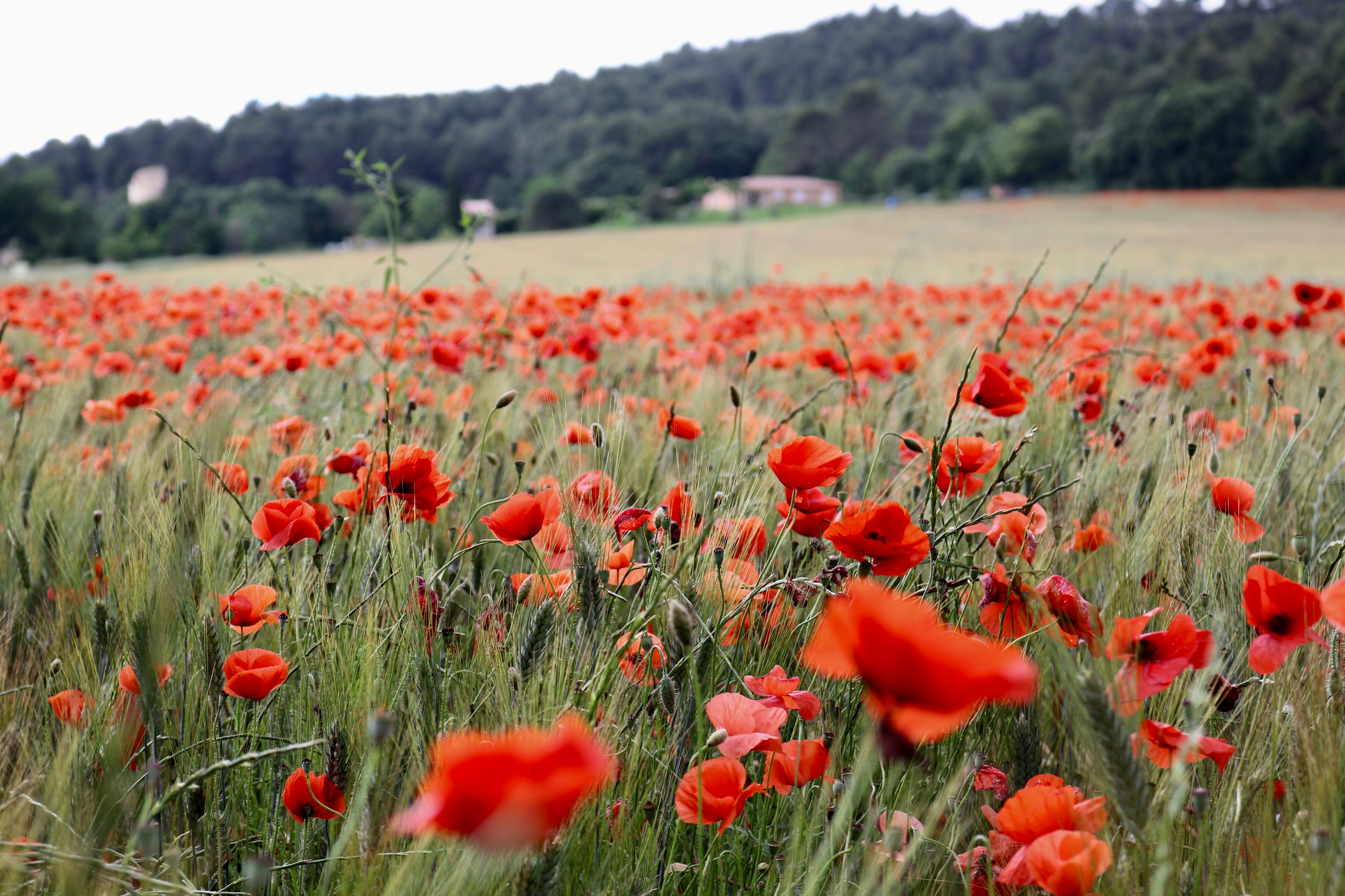 A field of poppy flowers