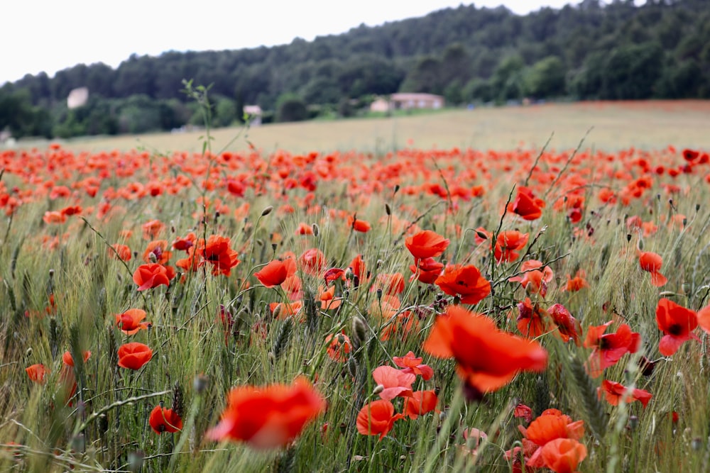 bed of poppy flowers