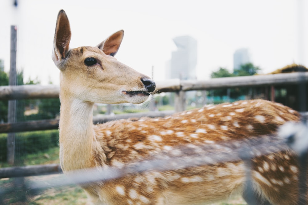 brown animal near steel frame