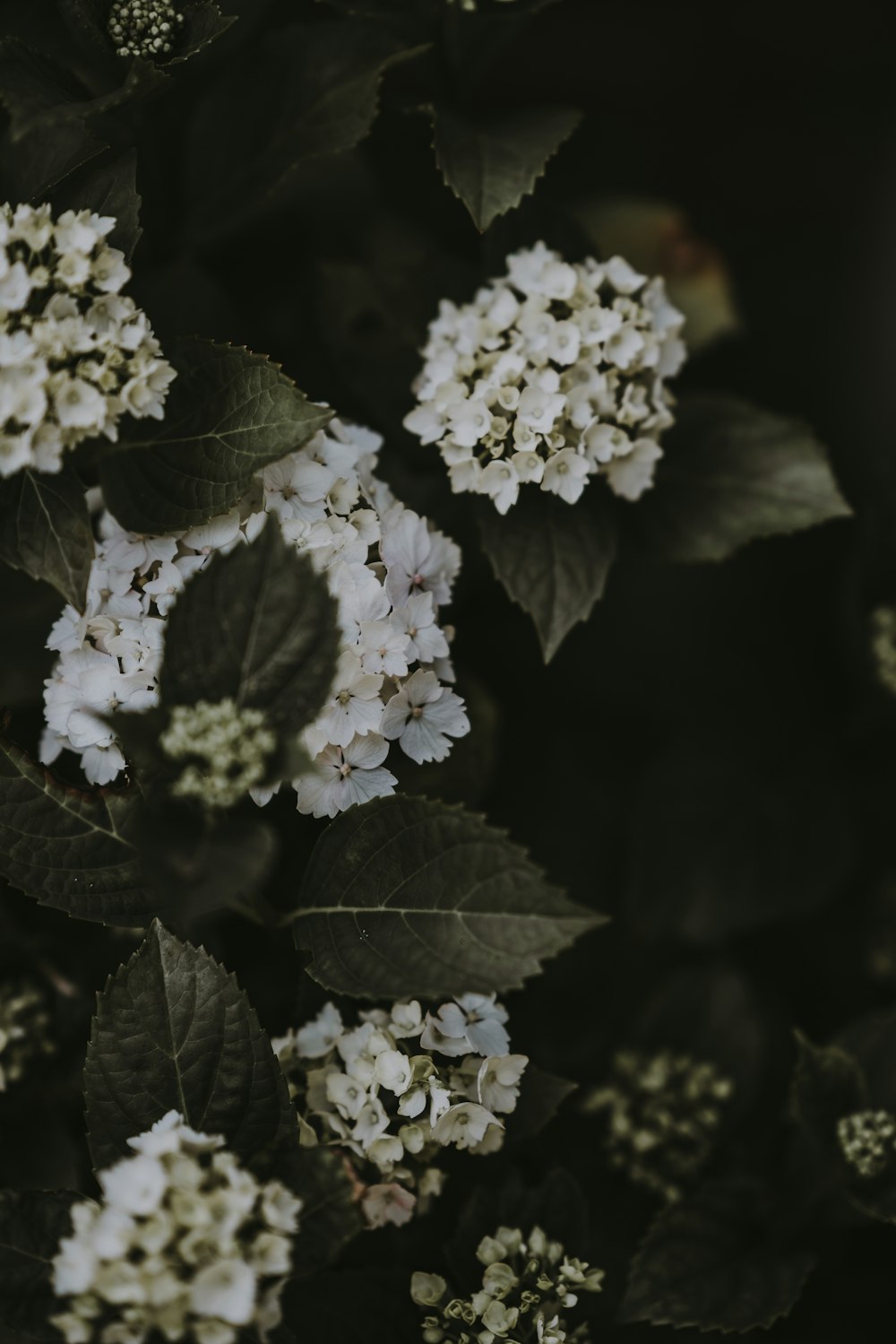 white flowers