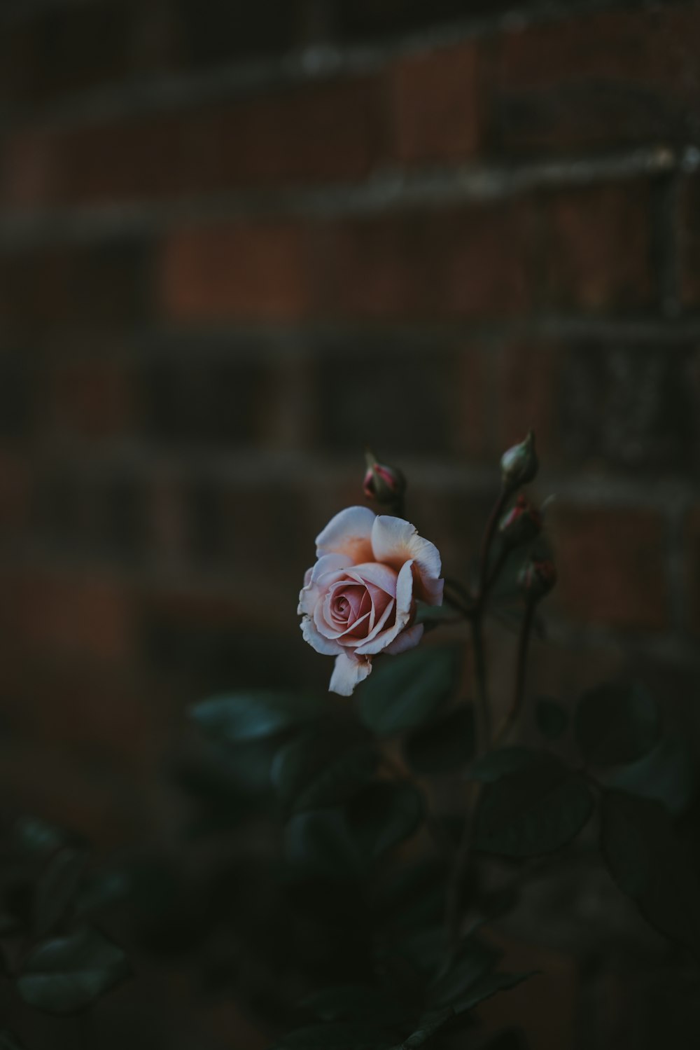 pink rose closeup photography