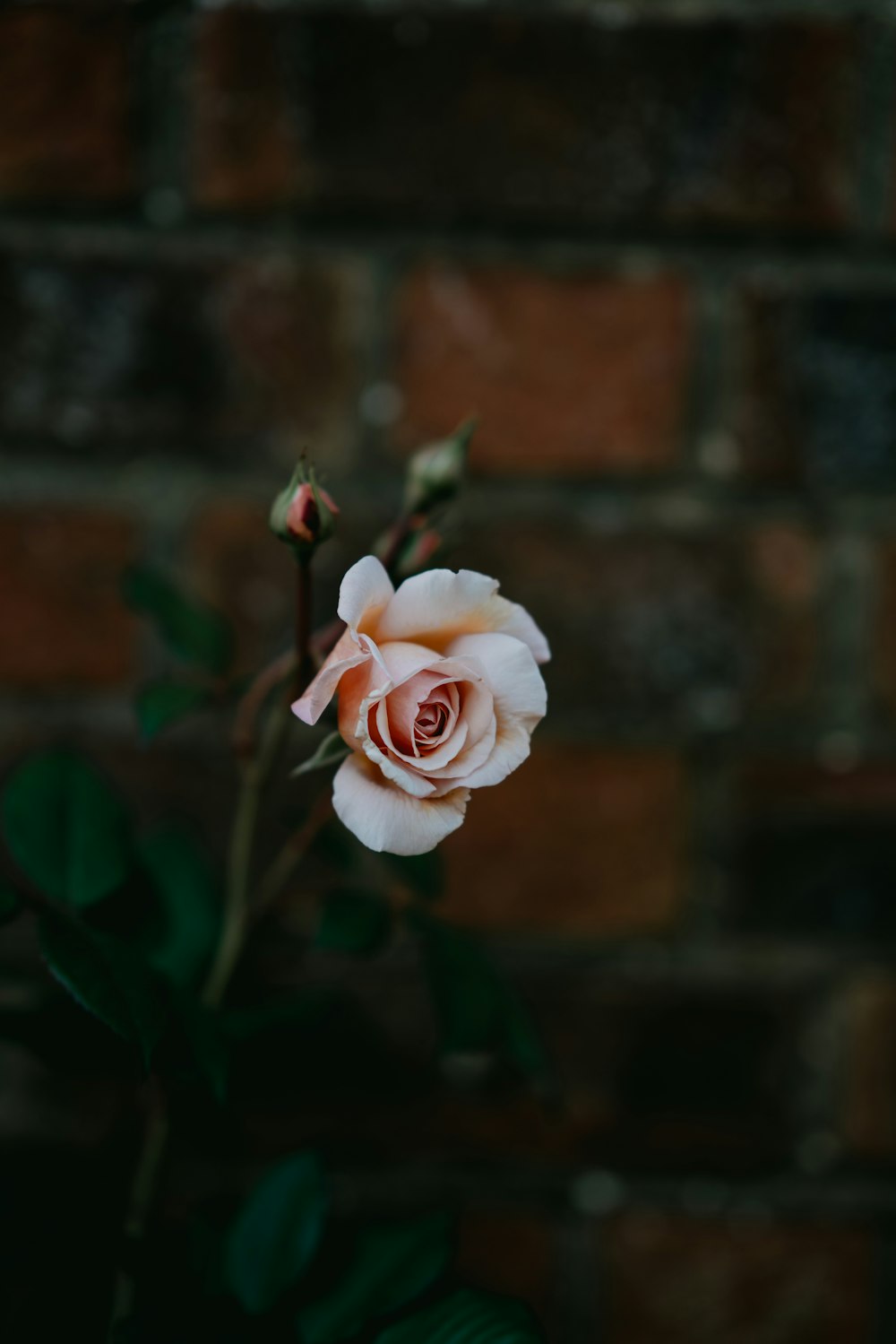 緑の葉を持つ白い花びらの花