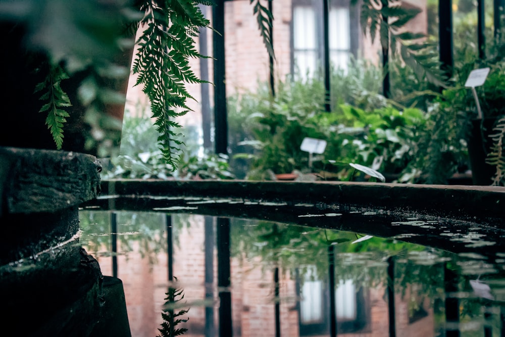 plants beside body of water