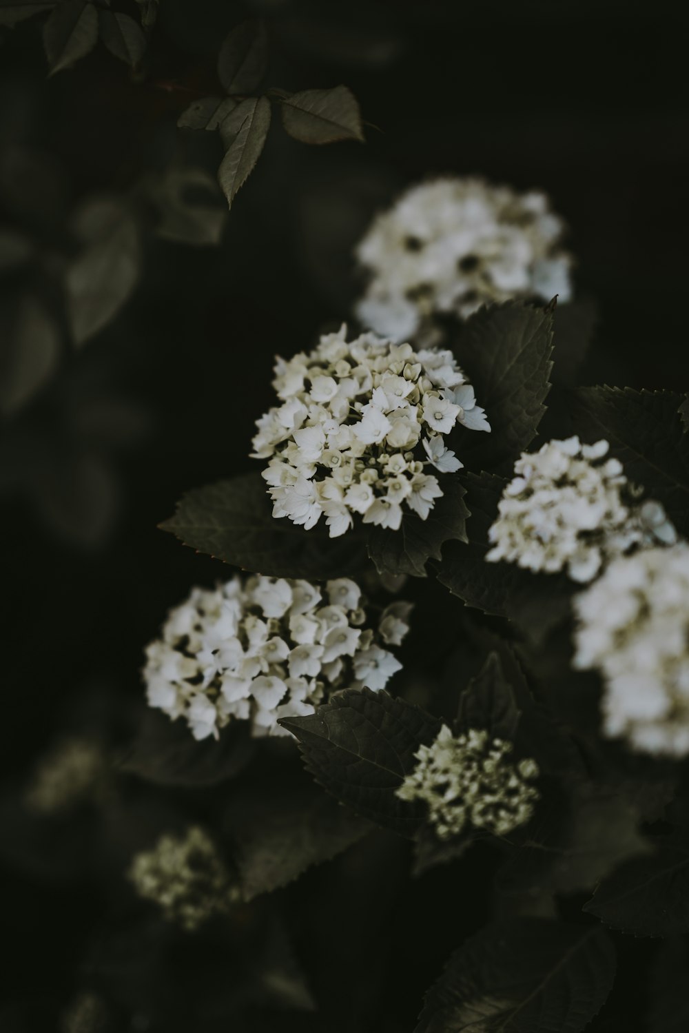 selective focus photography of white petaled flowers