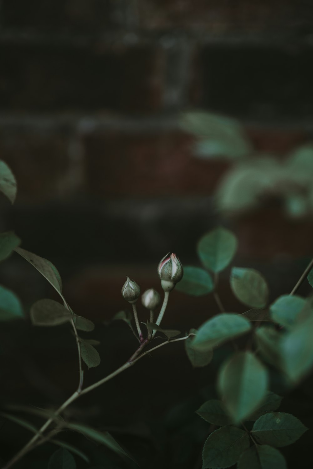 Foto de enfoque seleccionado de flor de pétalos verdes