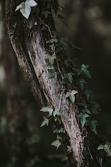 ivy management