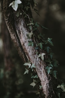 ivy management