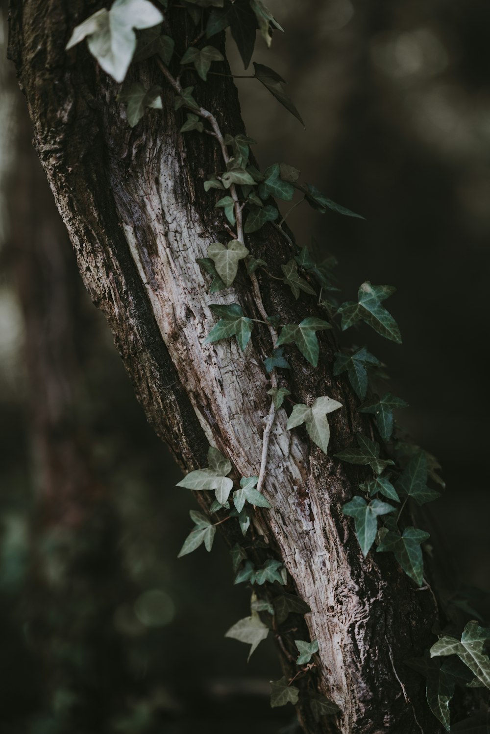 green leafed plant on tree branch