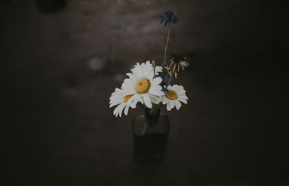 three white daisy flower