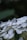 selective focus photography of white flowers